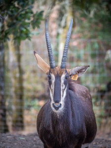 Sable Antelope - Safari West
