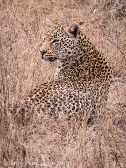 Leopard, Londolozi