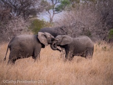Elephant, Londolozi
