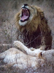 Looks like a roar - but he's yawning.