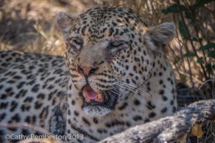Leopard, King's Camp