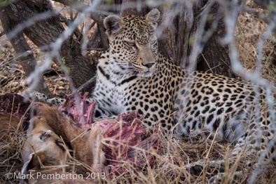 Leopard with kill, King's Camp