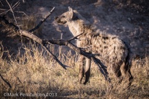 hyena, King's Camp