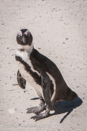 Penguin, Cape Town