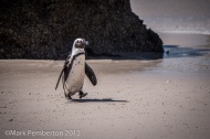 Penguin, Cape Town