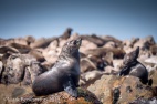 Cape Fur SealCape Town